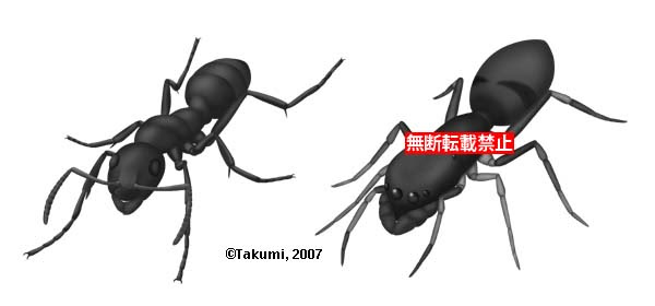 動物画像無料 最新蟻 イラスト リアル