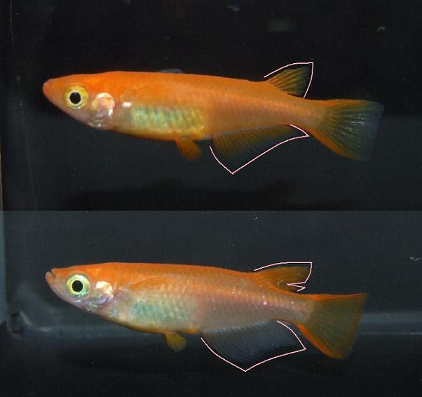 人気のダウンロード 金魚 オスメス 見分け方 画像 最高の画像画像