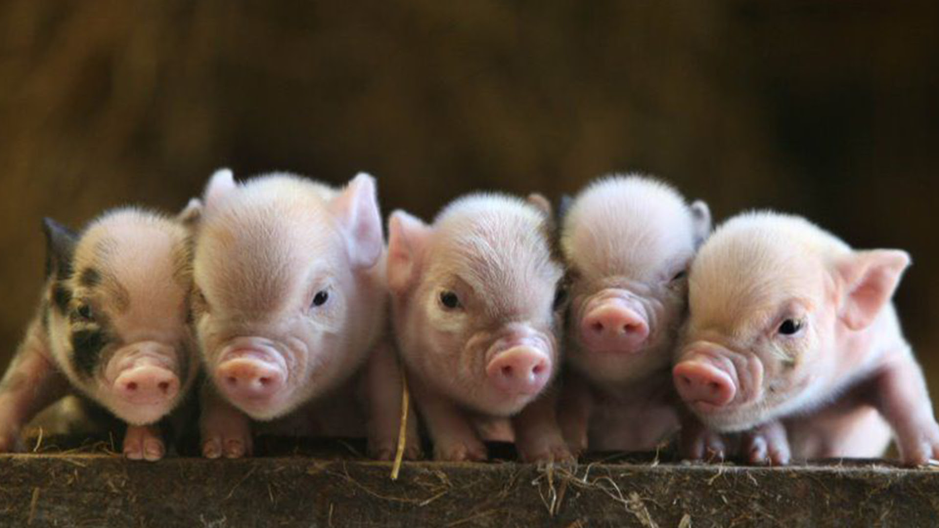 Mini Pet Pigs For Sale - Pet's Gallery