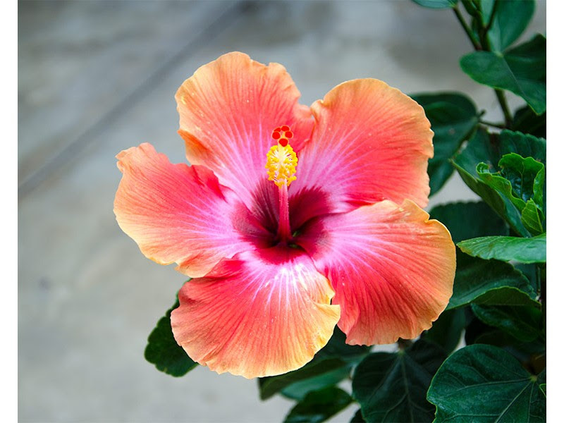 It also has a delicious, tart flavor and can be made and enjoyed from the comfort of your own kitchen. Hibiscus Strange S Florists Greenhouses Garden Centers Richmond Va