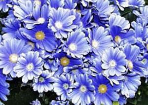 すべての美しい花の画像 これまでで最高の2 月 4 日 誕生 花