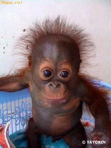 Orangutan Baby Smiling Meme