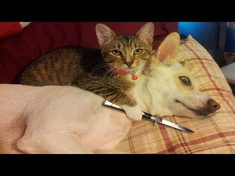 最高の絶対笑う 面白い 画像 動物 インスピレーションを与える名言