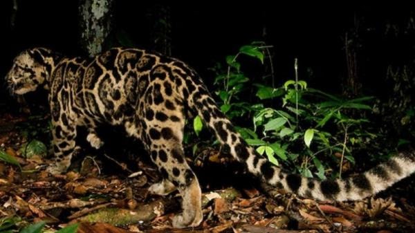 Wisata Ternak Kandang Macan : Macan Tutul Lawu Mati Di ...