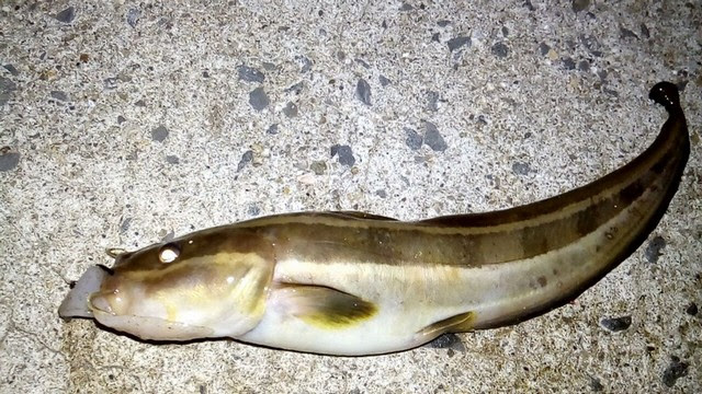 コンプリート キビナゴ ぶっこみ釣り 1801 キビナゴ ぶっこみ釣り
