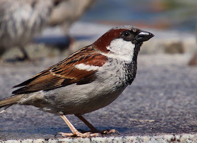 A house sparrow