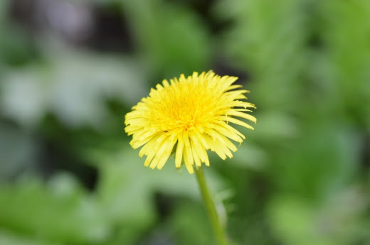 ぜいたくタンポポ 壁紙 最高の花の画像