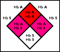 Sickle-cell genetics