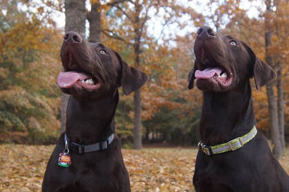 Moose who passed both senior and m. Dry Pond Kennel Dry Pond Kennel Dry Pond Retrievers Chocolate Labrador Breeder Chocolate Labrador Puppies South Carolina Labrador Retrievers