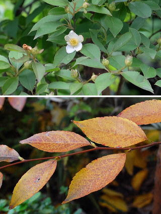 元のヒメシャラ 画像 最高の花の画像