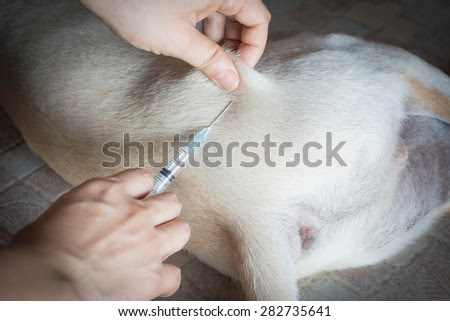 injecting a dog with blurry background - stock photo