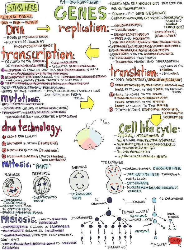 This is a biology review for category 1: Eoc Practice And Remediation Mrs Knight S Classroom Website