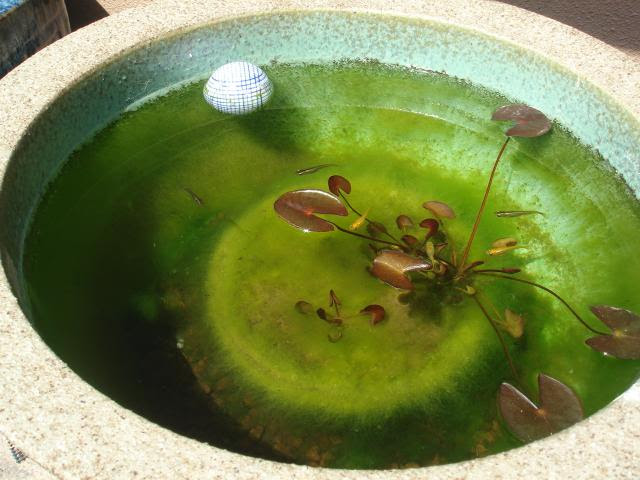 睡蓮冬 睡蓮冬枯れる