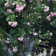 美しい花の画像 トップ100 バラ と 一緒 に 植える 花