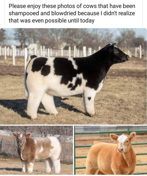 Three photos show blow dried cows.