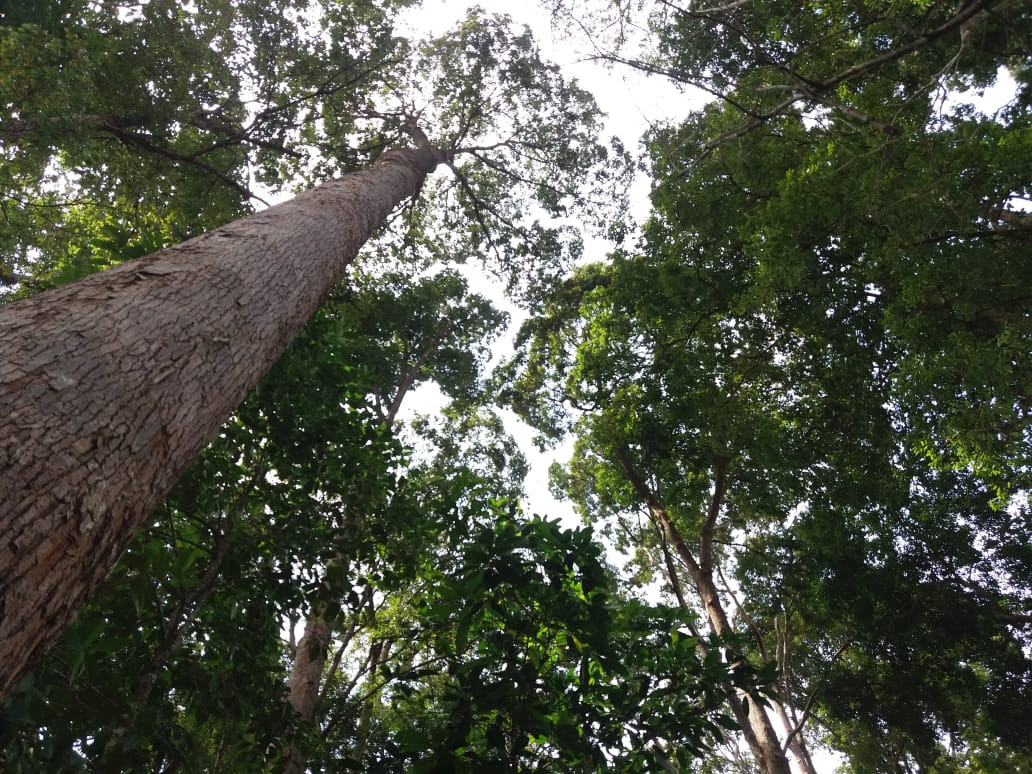 Tak heran jika hutan yang memiliki banyak koleksi flora dan fauna ini menjadi tujuan favorit wisatawan dari berbagai daerah. Taman Hutan Kota Langsa Destinasi Wisata Tak Pernah Sepi