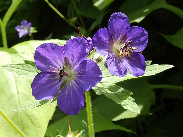 新鮮な紫色の花 図鑑 最高の花の画像