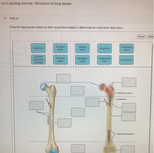 Drag The Labels To Identify The Structures Of A Long Bone. : 35 Drag The Labels Onto The Diagram ...