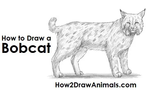 How To Draw A Lynx Easy