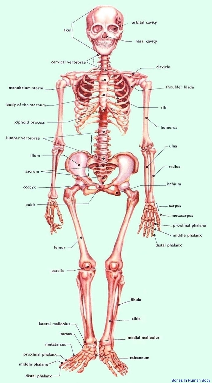 12 photos of the human back bone chart. Human Body Bones Anatomy System Human Body Anatomy Diagram And Chart Images