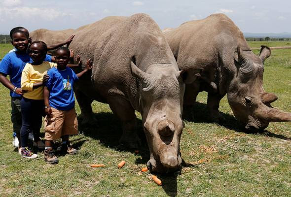 Maybe you would like to learn more about one of these? Jika Ditahan Bersama Gading Dan Sumbu Kenya Mahu Hukum Penjara Seumur Hidup Astro Awani