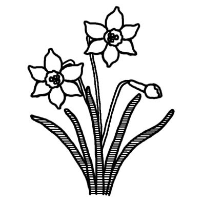 すべての花の画像 最高水仙 イラスト フリー 白黒