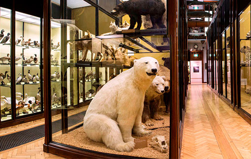 The Natural History Museum at Tring