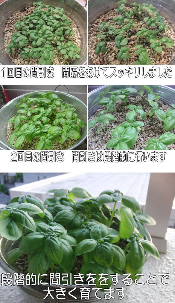 すべての美しい花の画像 エレガントバジル 種まき 室内