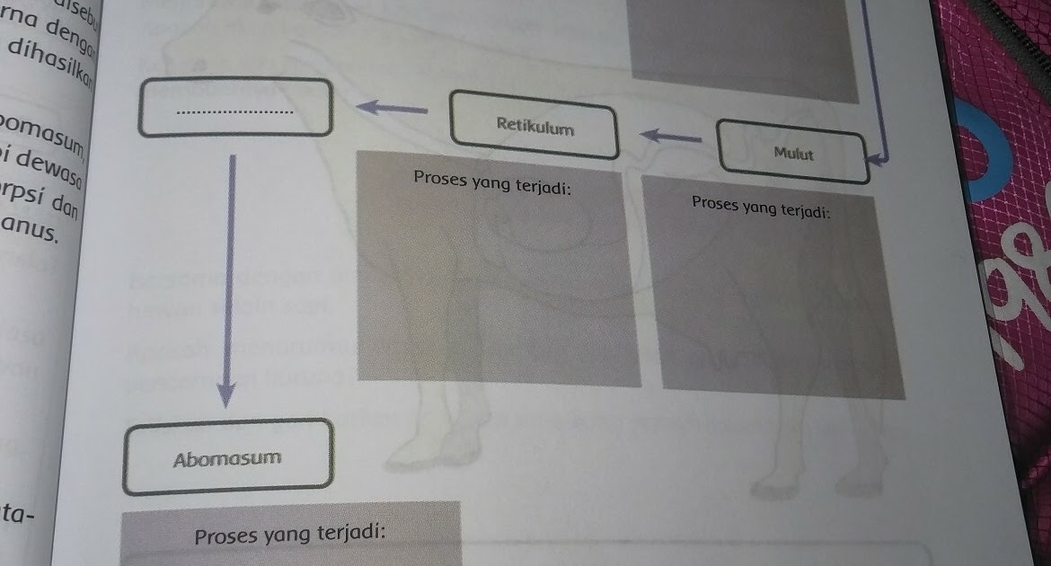  Diagram  Proses Pencernaan  Pada  Hewan  Ruminansia  Sapi 