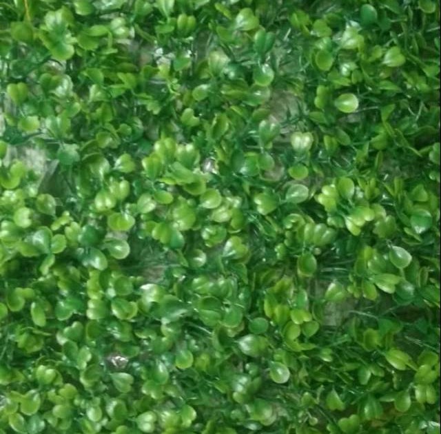 Paling Populer 21 Gambar Daun Di Tembok  Richa Gambar