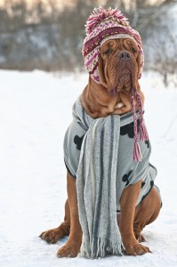 dog dressed in hat, sweater, scarf and sitting in the snow