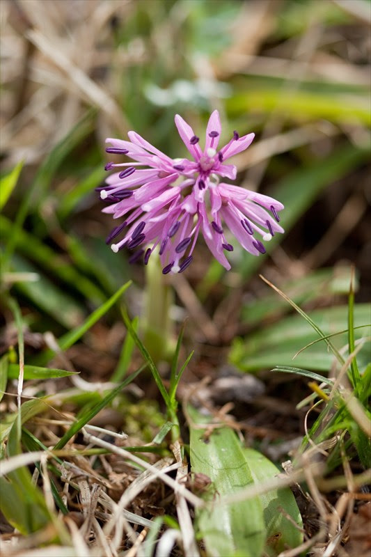 無料ダウンロードショウ ジョウ バカマ 花 言葉 最高の花の画像