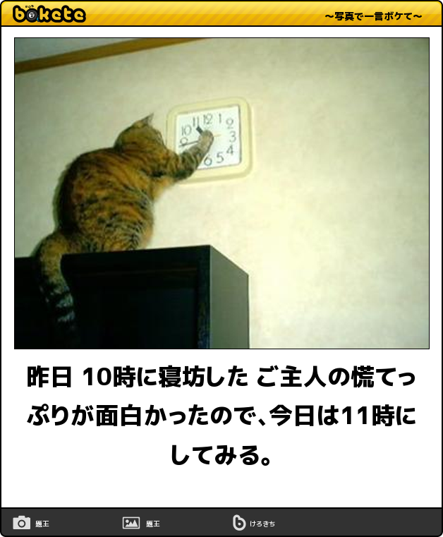 Kasword 笑える 猫 面白画像 ボケて