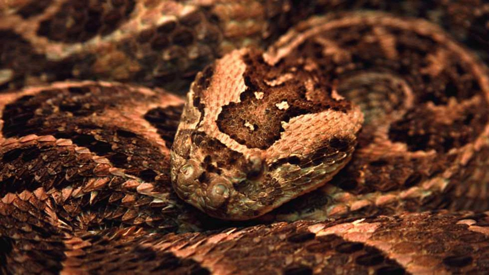 Grandes documentales - Secretos de la Australia salvaje: serpientes - ver ahora
