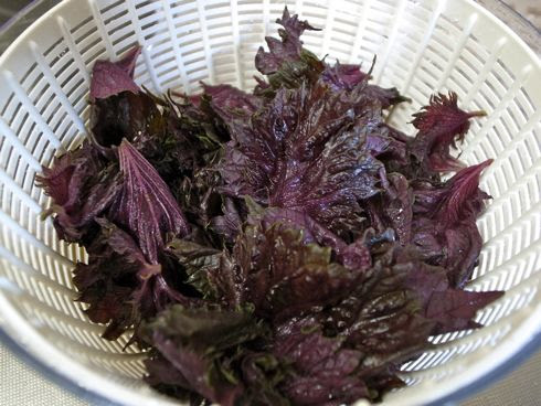 すべての花の画像 ベスト50 紫蘇 英語で