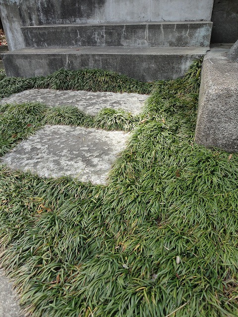 無料印刷可能龍の髭 植物 最高の花の画像