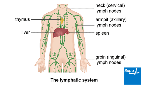 What are cervical lymph nodes? Lymph Node Removal Lymphadenectomy Health Information Bupa Uk