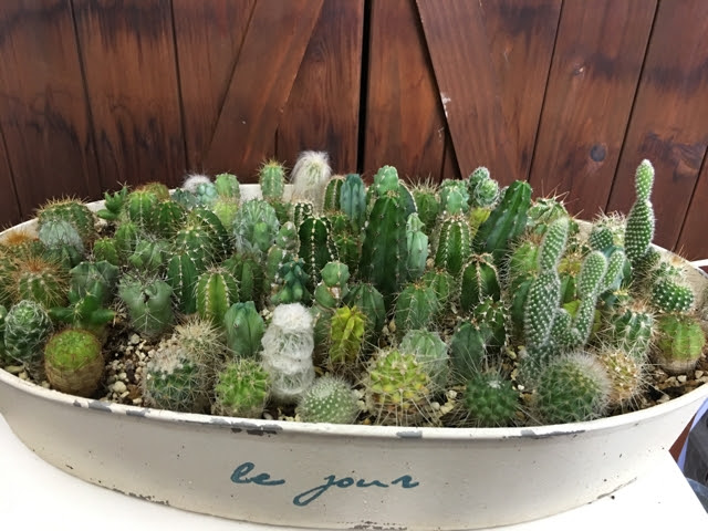 すべての美しい花の画像 元のミニ サボテン 寄せ 植え