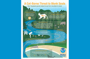 monk seals