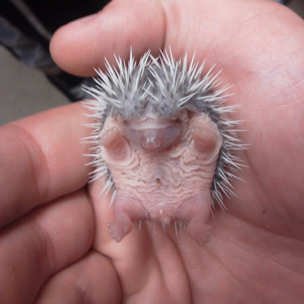 Newborn Baby Hedgehog Newborn Baby