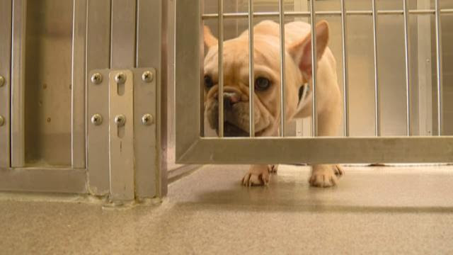 French bulldog pups are the 5th most popular dogs in denver (photo by gary gershoff/getty the rocky mountain french bulldog rescue pays for their medical bills and then finds foster families to take. Alc Accuses Denver Animal Shelter Of Performing Experimental Surgeries On Seized French Bulldogs 9news Com