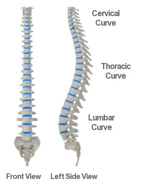 Anatomical diagrams of the spine and back. Back Pain During Sleep Poor Sleep Posture May Be The Cause Trucontour