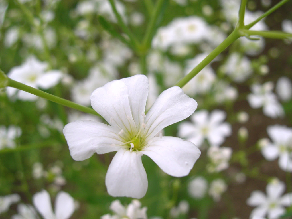 すべての美しい花の画像 最高5 月 9 日 誕生 花