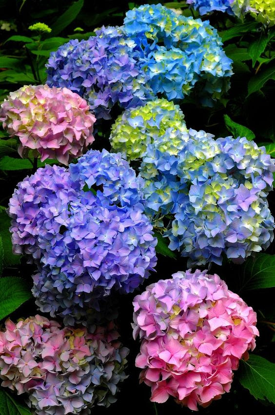 Iphone おしゃれ 紫陽花 壁紙 Arekbelajaransukses