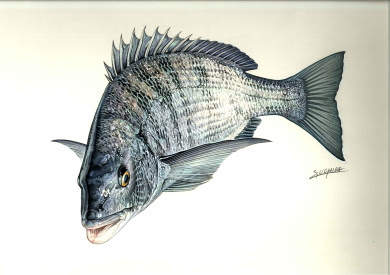 ベストセレクション 魚 リアル イラスト 写真素材 フォトライブラリー