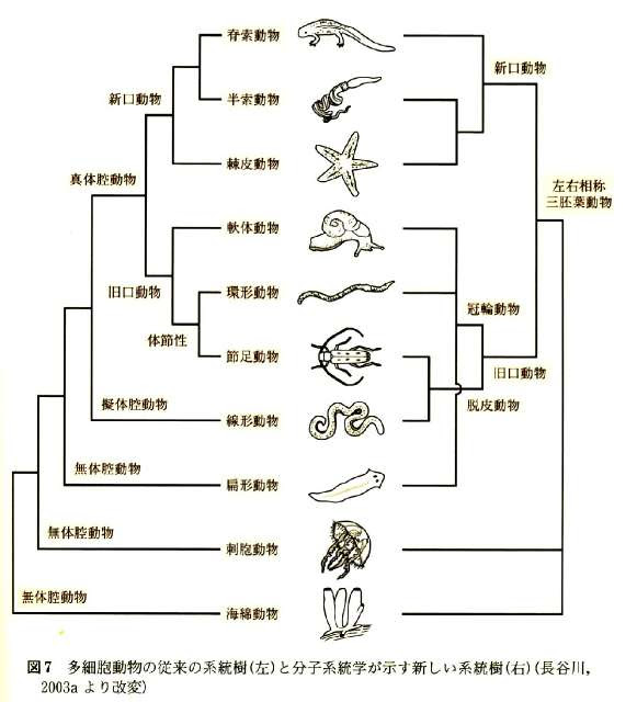 最新のhd節足動物 種類 最高の花の画像