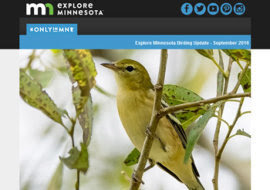 Birding Newsletter