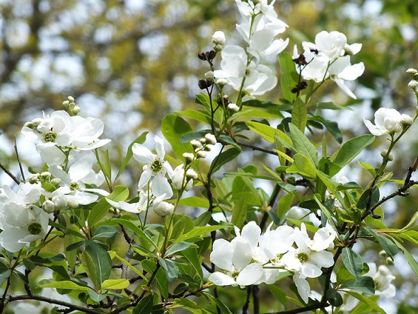 最高の春の 花木 図鑑 すべての美しい花の画像