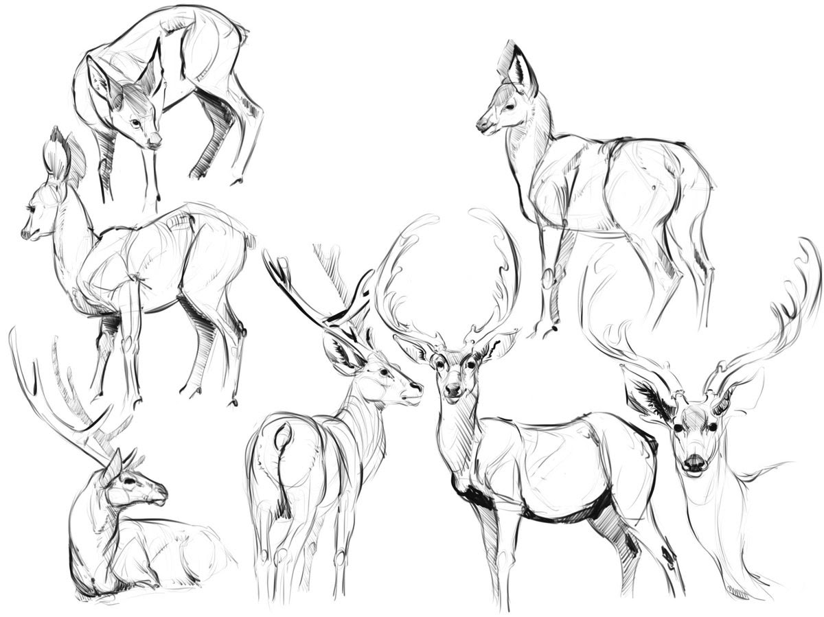 A small informational 'tutorial' as to the anatomy of a deer, showcasing the differences between seasons and skull differences between bucks and does. Deer Anatomy Drawing At Getdrawings Free Download