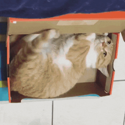 新着動物 Gif おもしろ アニメ画像